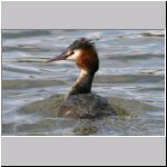Podiceps cristatus - Haubentaucher 02.jpg